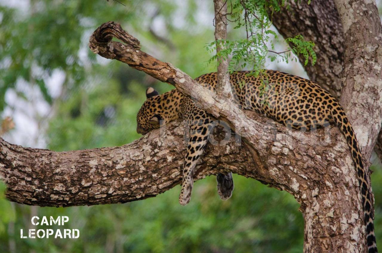 Hotel Camp Leopard - Yala Safari Glamping Exterior foto