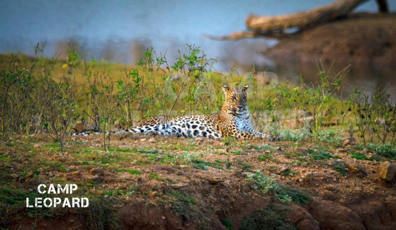 Hotel Camp Leopard - Yala Safari Glamping Exterior foto