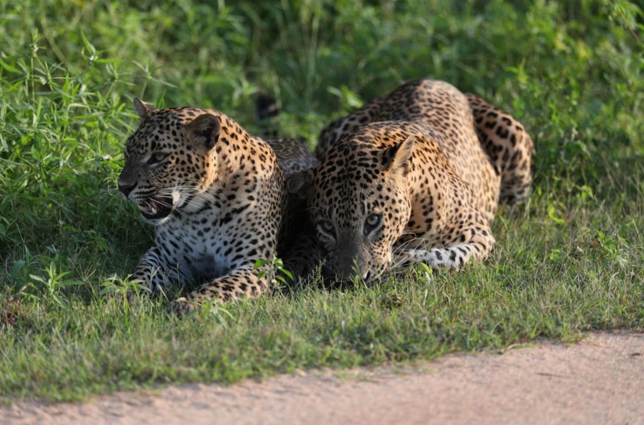 Hotel Camp Leopard - Yala Safari Glamping Exterior foto