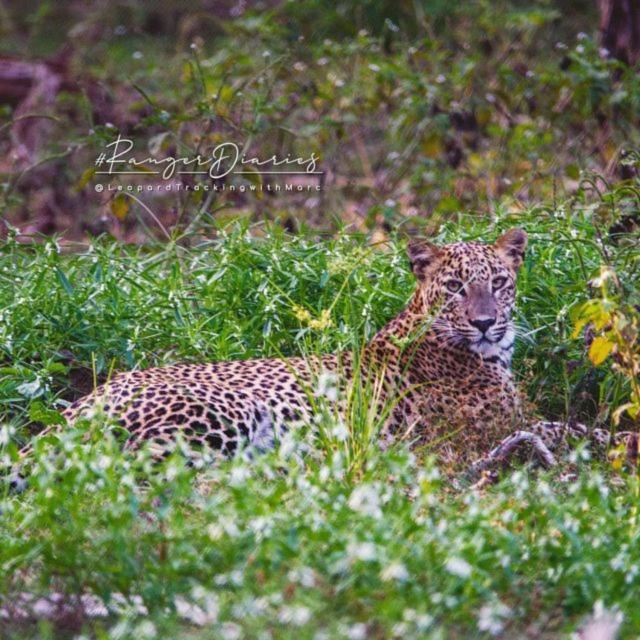Hotel Camp Leopard - Yala Safari Glamping Exterior foto