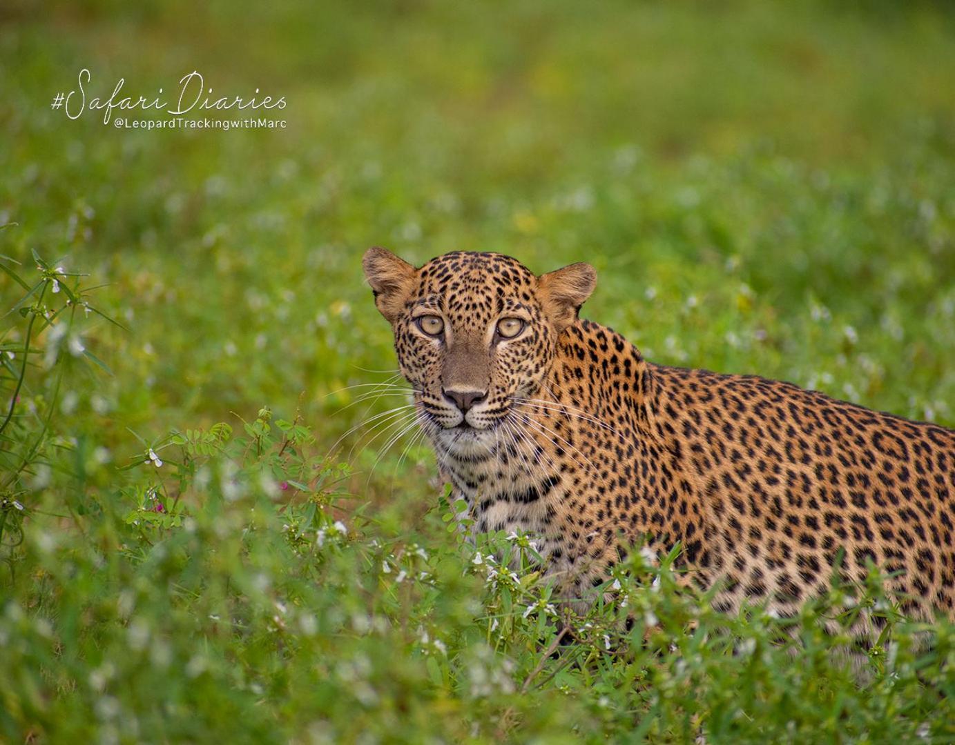 Hotel Camp Leopard - Yala Safari Glamping Exterior foto