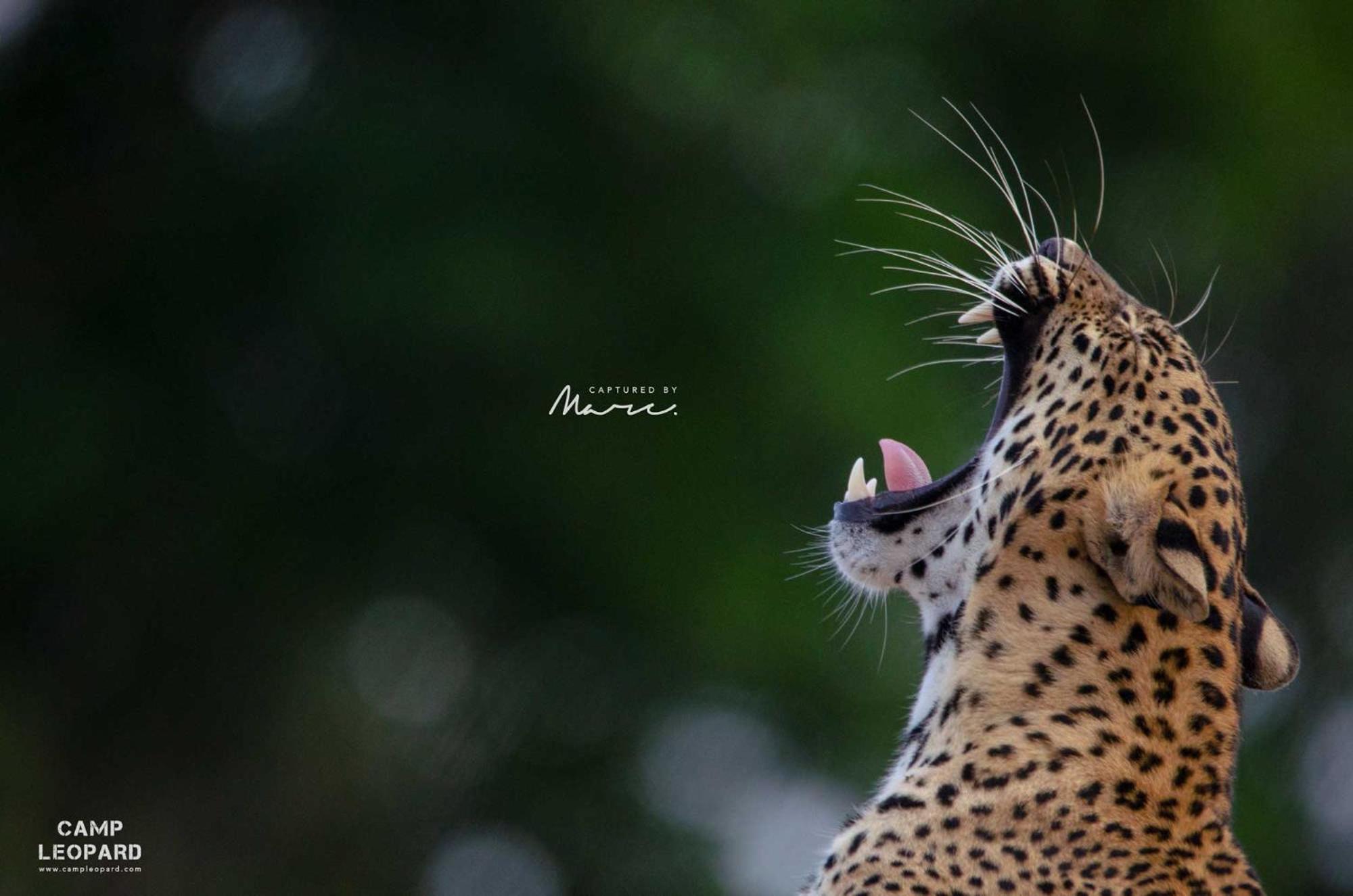 Hotel Camp Leopard - Yala Safari Glamping Exterior foto