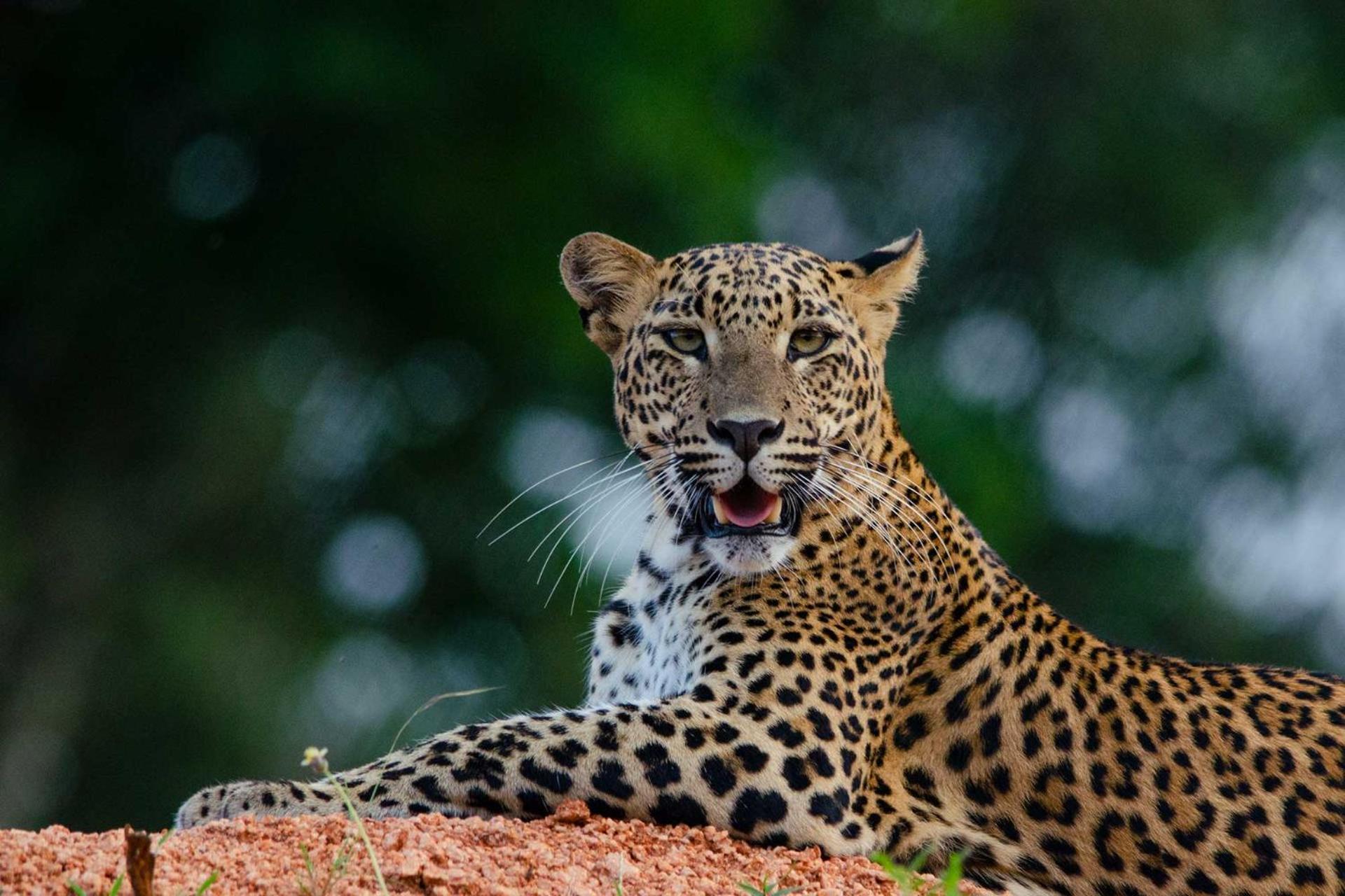 Hotel Camp Leopard - Yala Safari Glamping Exterior foto